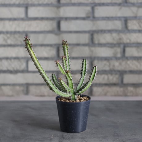 Euphorbia griseola (3号)  no.719/146