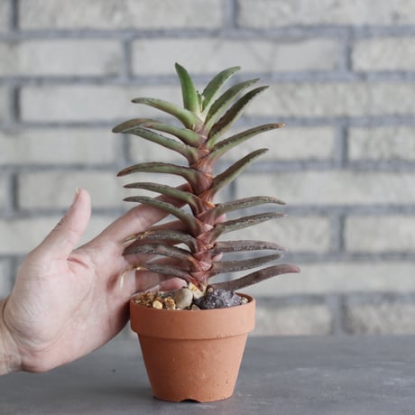 Gasteria rawlinsoni × YAMABACHI (3号)  no.1004/113