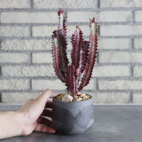 Euphorbia enopla (紅彩閣) × N/OH (4号) no.712/9