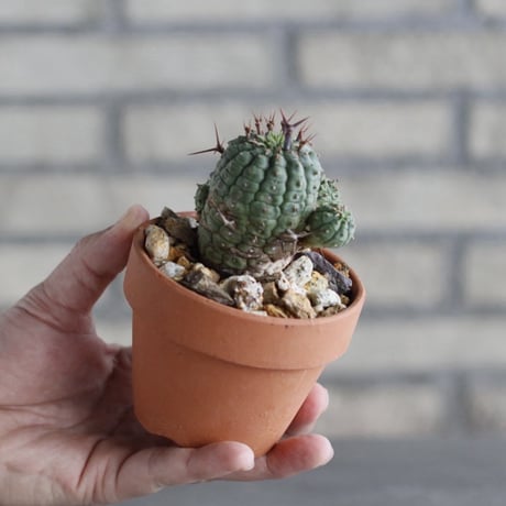 Euphorbia stellispina (群星冠) × YAMABACHI (3号) no.1004/124