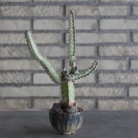 【芽の巣山】Euphorbia quadrangularis × 安西岳郎 / 中川智治 (3号)  no.823/10