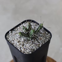 【tres】Euphorbia actinoclada (3号)  no.816/30