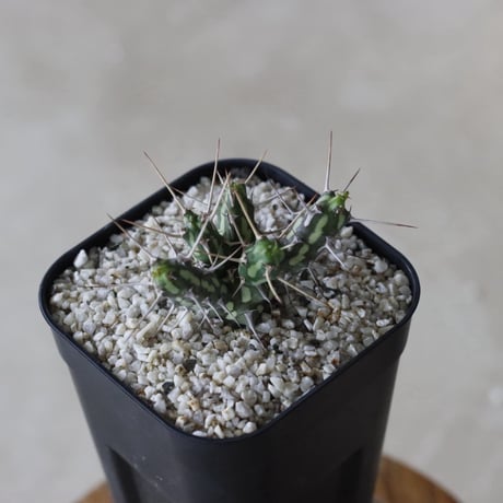 【tres】Euphorbia actinoclada (3号)  no.816/30