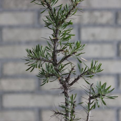 Fouquieria purpusii × N/OH (3.5号)  no.920/6
