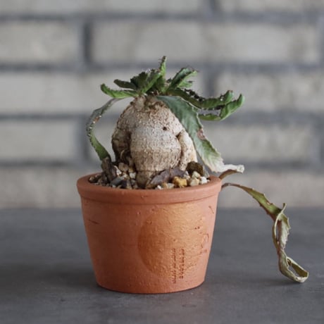 Euphorbia stellata (飛竜) × N/OH (3号)  no.920/19