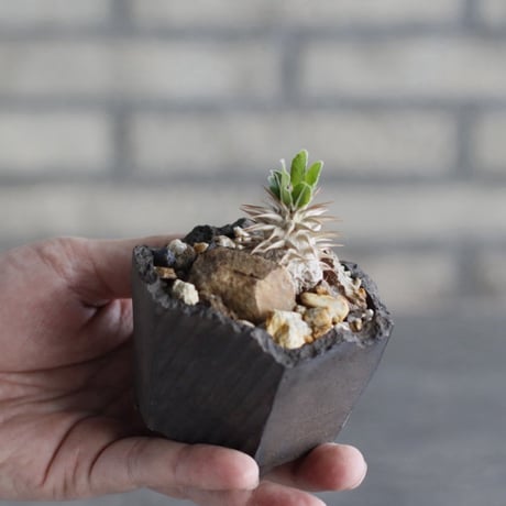 { Pachypodium eburneum×大黒 }×makayense × N/OH (3号)   no.1004/108