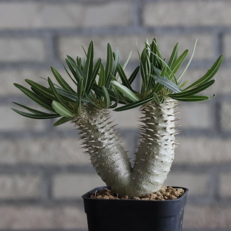 Pachypodium Inopinatum (3号鉢)  no.705/122
