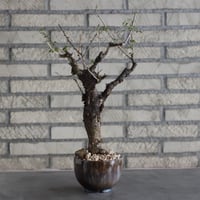【芽の巣山】Commiphora boranensis × 安西岳郎 / 中川智治 (4号)  no.823/3