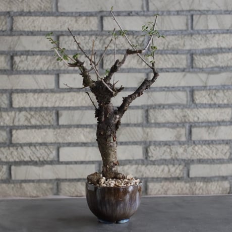 【芽の巣山】Commiphora boranensis × 安西岳郎 / 中川智治 (4号)  no.823/3