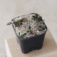 【tres】Euphorbia durispina (3.5号)  no.816/55