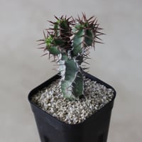 【tres】Euphorbia avasmontana (3号)  no.816/37