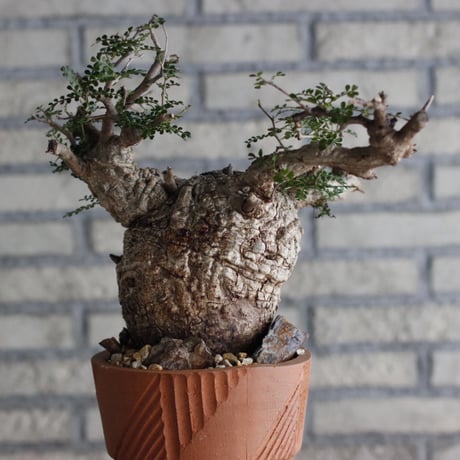 Operculicarya pachypus × N/OH (6号)  no.920/2