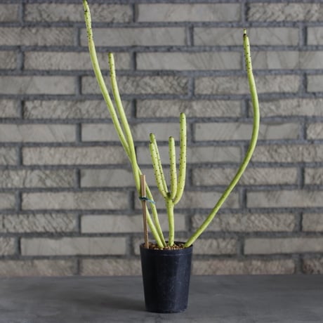 Euphorbia oncoclada f.crist (3号)  no.719/140