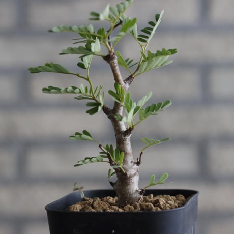 Senna meridionalis (3号鉢)  no.705/137