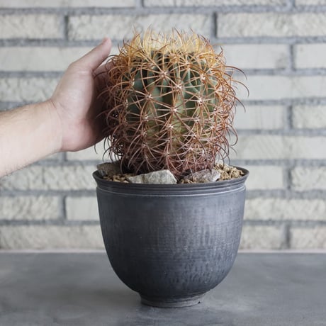 Ferocactus johnstonianus × 陶器鉢(6号)  no.712/5