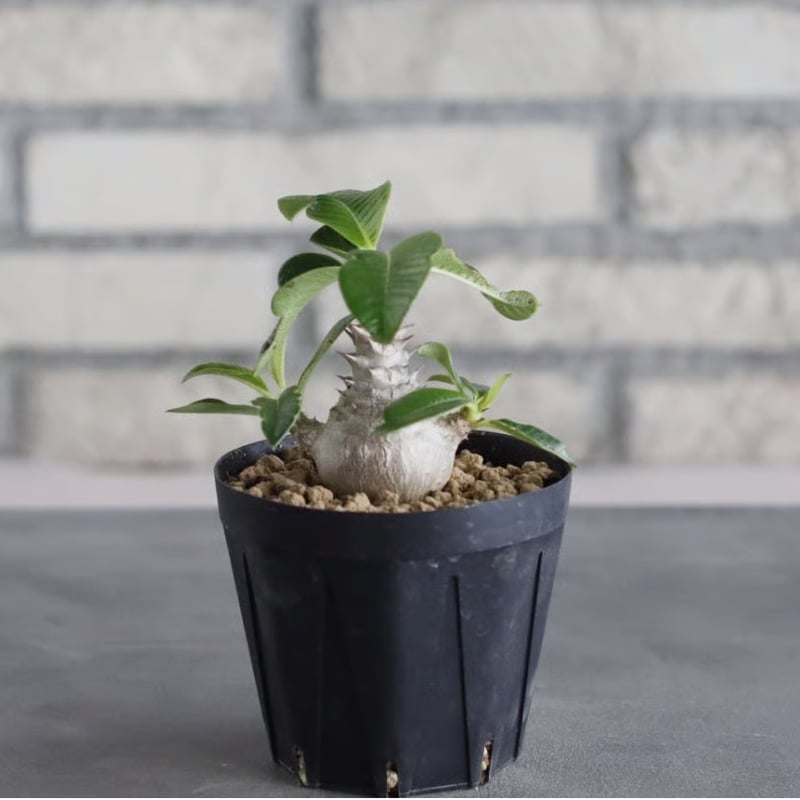 Pachypodium windsorii (3号鉢) no.705/110 | 芽の巣山