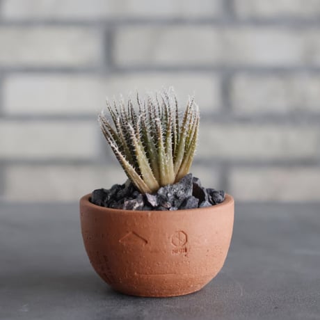 N/OH-TERRACOTTA MIX × Aloe haworthioides (3号)  no.730/2