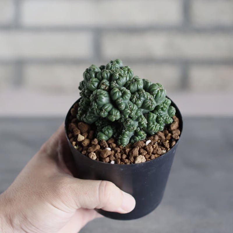 Cereus Peruvianus / 黒獅子 (3号) no.719/164 | 芽の巣山