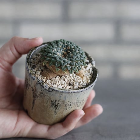 【TAKATAKA】Ariocarpus kotschoubeyanus var. albiflorus (姫牡丹) × 安西岳郎 / 中川智治 (2.5号)  no.823/42
