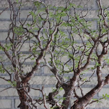 Commiphora monstrosa (6.5号鉢)  no.705/87