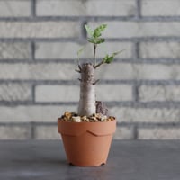 Bursera schlechtendalii × YAMABACHI (3号)  no.913/70