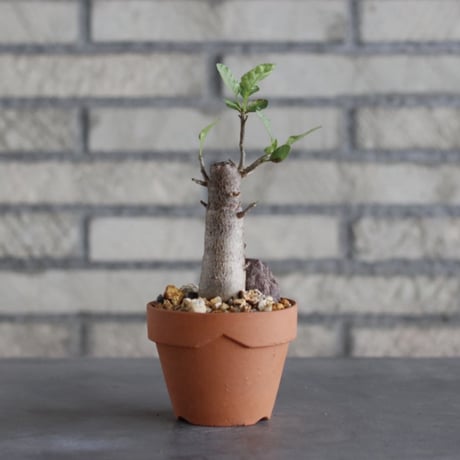 Bursera schlechtendalii × YAMABACHI (3号)  no.913/70