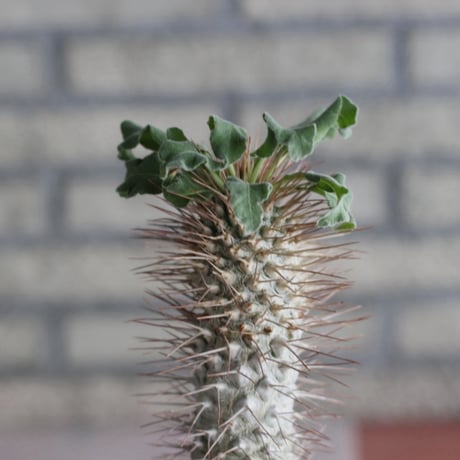 Pachypodium namaquanum (光堂) × N/OH (4号)  no.920/13