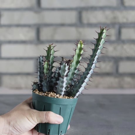 Euphorbia greenwayii (3号)  no.719/149
