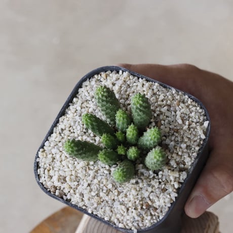 【tres】Euphorbia esculenta (3.5号)  no.816/28