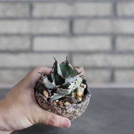Agave titanota black&bule × takero pot (3号)  no.712/24