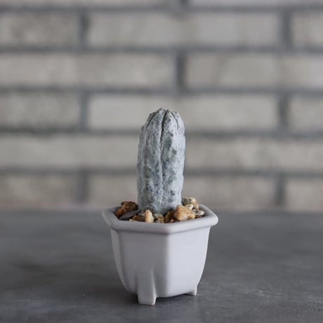 Euphorbia abdelkuri  × nos pot (2.5号)  no.927/87