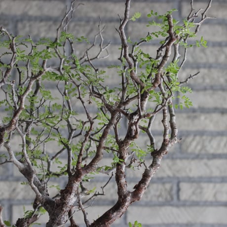 Commiphora monstrosa (6.5号鉢)  no.705/87