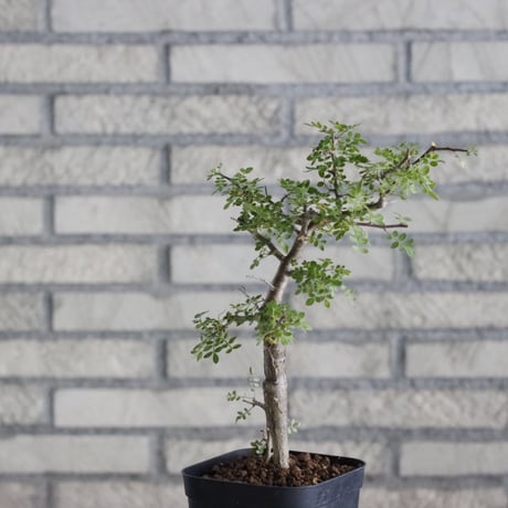 Bursera aptera (4号)  no.830/48