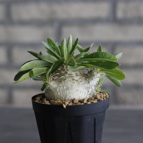 Pachypodium enigmaticum (3号鉢)  no.705/131