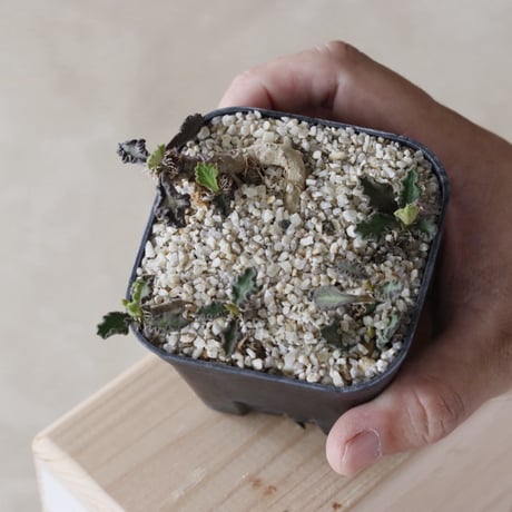 【tres】Euphorbia durispina (3.5号)  no.816/55