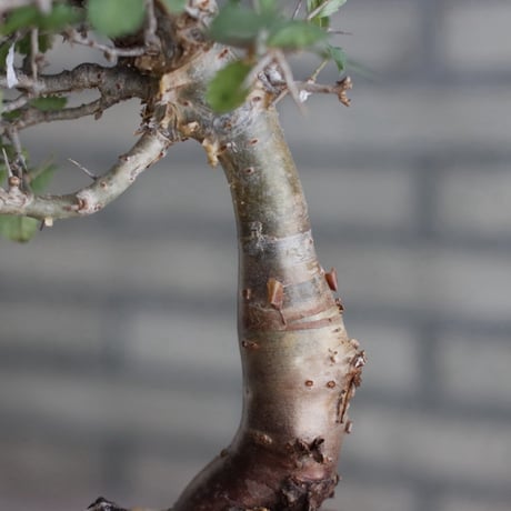 Commiphora wightii × N/OH (3.5号)  no.920/7