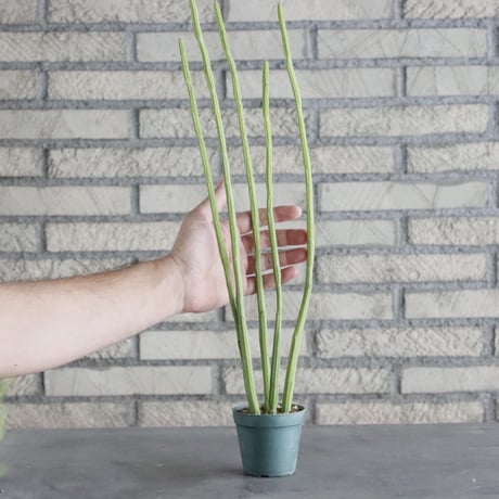 Euphorbia weberbaueri(2.5号) ＋YAMABACHI  no.830/3