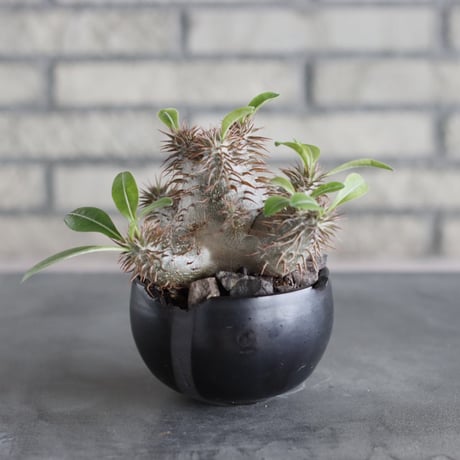 Pachypodium 恵比寿大黒×makayense × N/OH (3.5号)   no.712/17