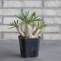 Pachypodium gracilius (3号鉢)  no.705/113