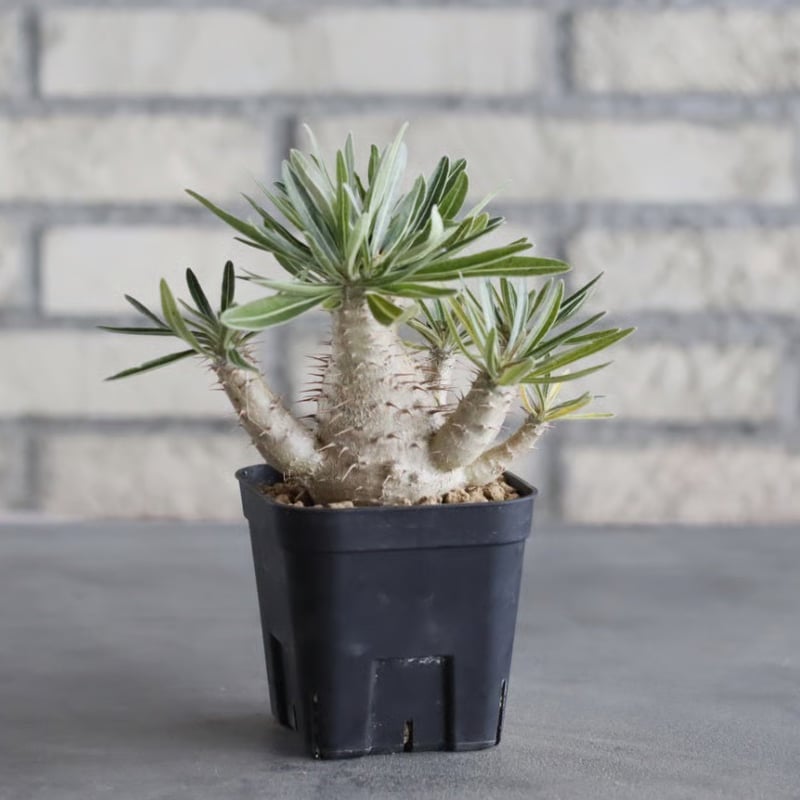 Lawaia様　グラキリス Pachypodium gracilius (3号鉢) no.705/113 | 芽の巣山