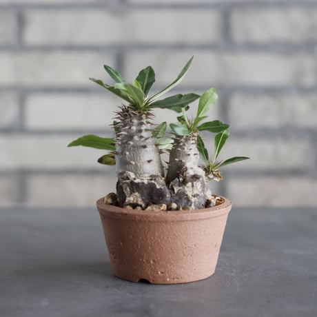N/OH-TERRACOTTA MIX × Pachypodium Makayense (3号)  no.730/5