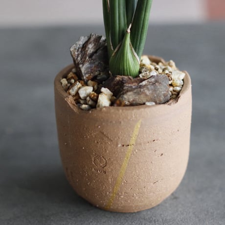 Sansevieria erythraea × N/OH (3号)  no.920/14