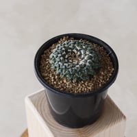 【TAKATAKA】姫牡丹 (3.5号)  no.816/60