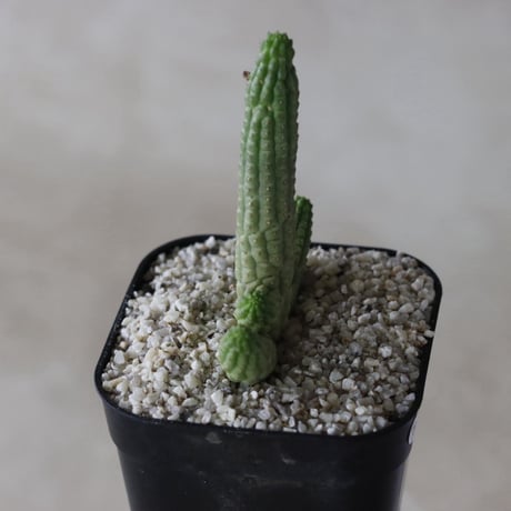 【tres】Euphorbia cereiformis (3号)  no.816/45