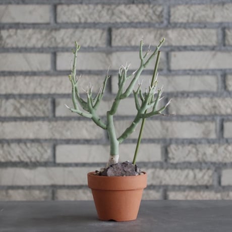 Euphorbia lignosa × YAMABACHI (3号)  no.906/24