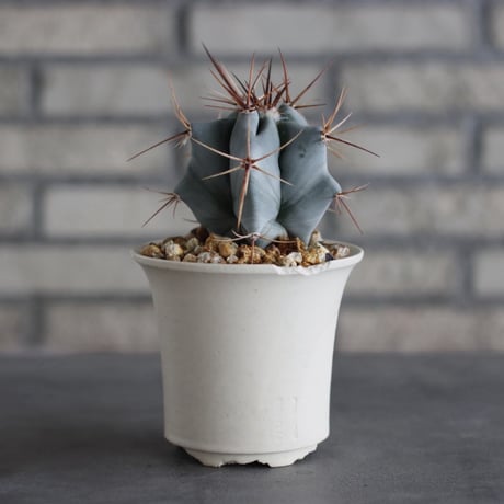 Echinocactus ingens (巌) × N/OH (3.5号)  no.920/17