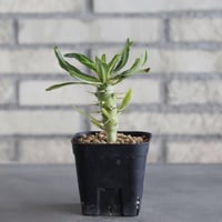 Pachypodium ambongense (3号鉢)  no.705/134