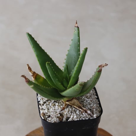 【tres】Aloe cipolinicola (3号)  no.816/47