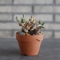 Euphorbia ornithopus (鳥足麒麟)  × YAMABACHI (3号) no.329/66