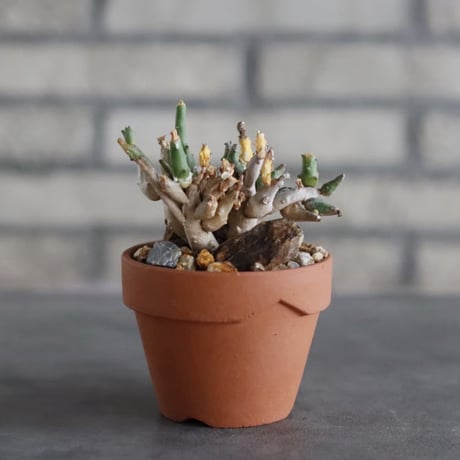 Euphorbia ornithopus (鳥足麒麟)  × YAMABACHI (3号) no.329/66